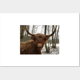 Scottish Highland Cattle Cow 2251 Posters and Art